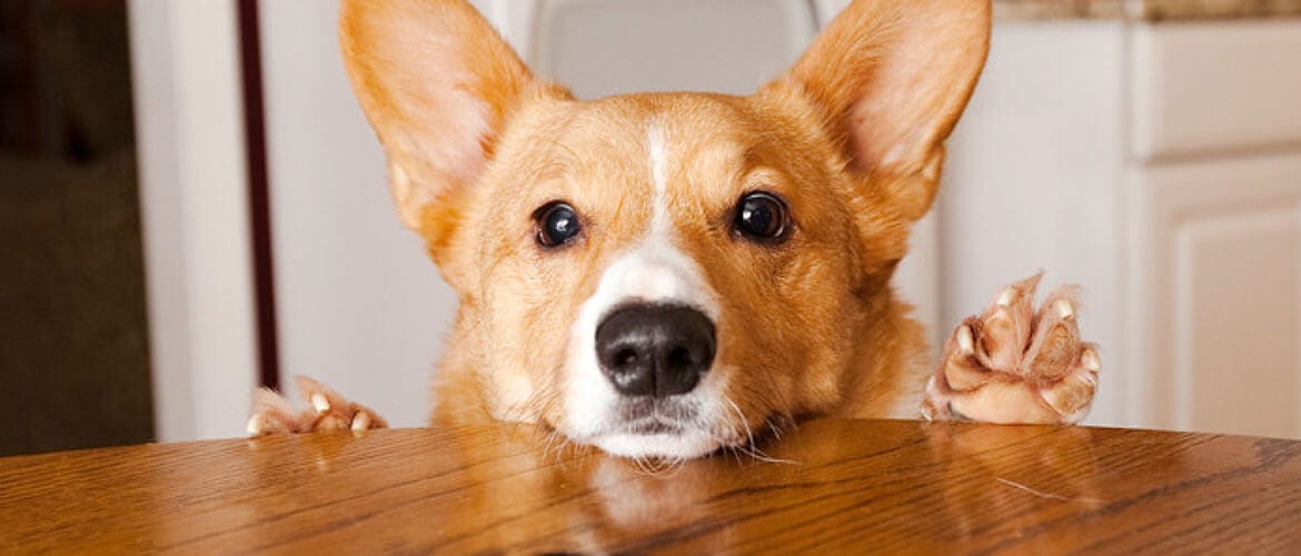 Can Animals Eat Avocado?