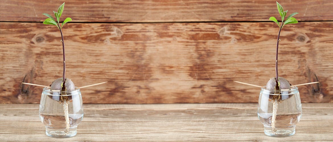 Tips for Composting Avocado Skin and Pits