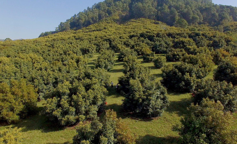 Where Do Avocados Grow?