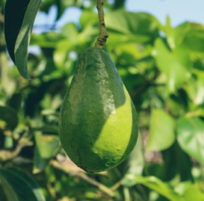 Do Avocados Grow on Trees?