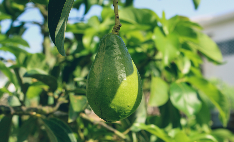 Do Avocados Grow on Trees?