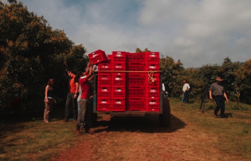 MEXICAN AVOCADO INDUSTRY CELEBRATES FIRST-EVER AVOCADO EXPORT FROM JALISCO TO UNITED STATES